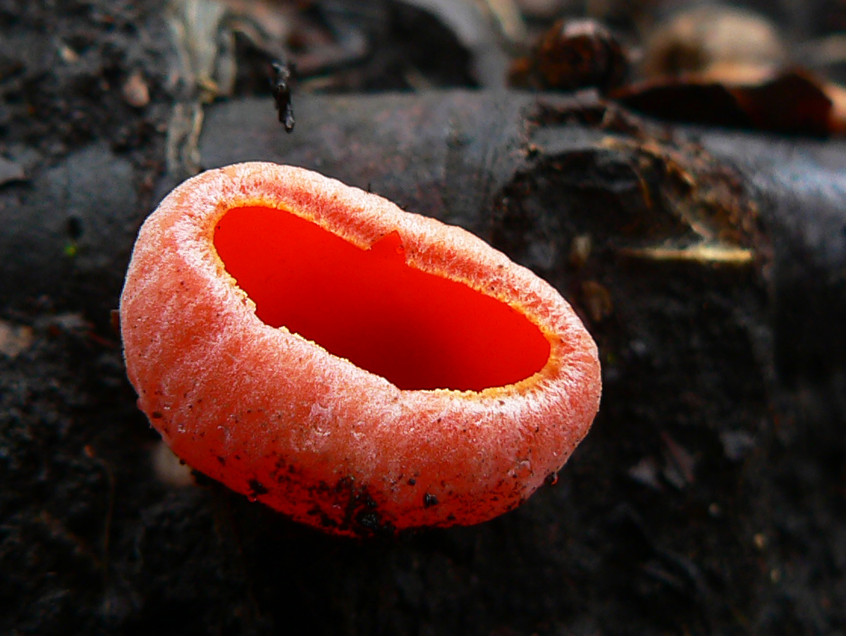 l�ipska-fatra-z-vychodu-na-zapad