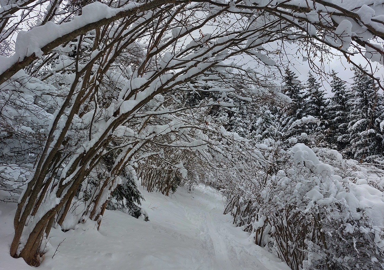 Serpentínky_lieskovými_tunelmi_pretekovo_strmé,_či_mi_len_pásy_dosluhujú?