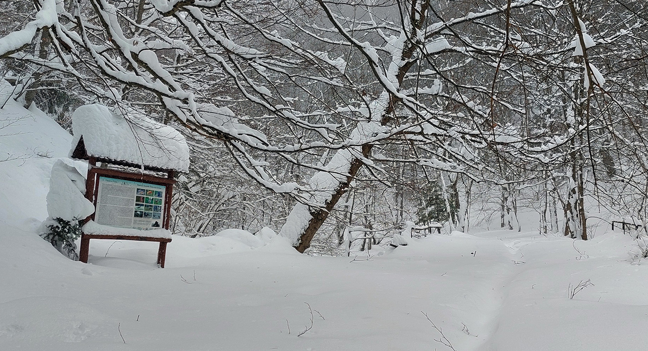 Ďalej len náznak zafúkaného chodníka. Ďalej_len_náznak_zafúkaného_chodníka.