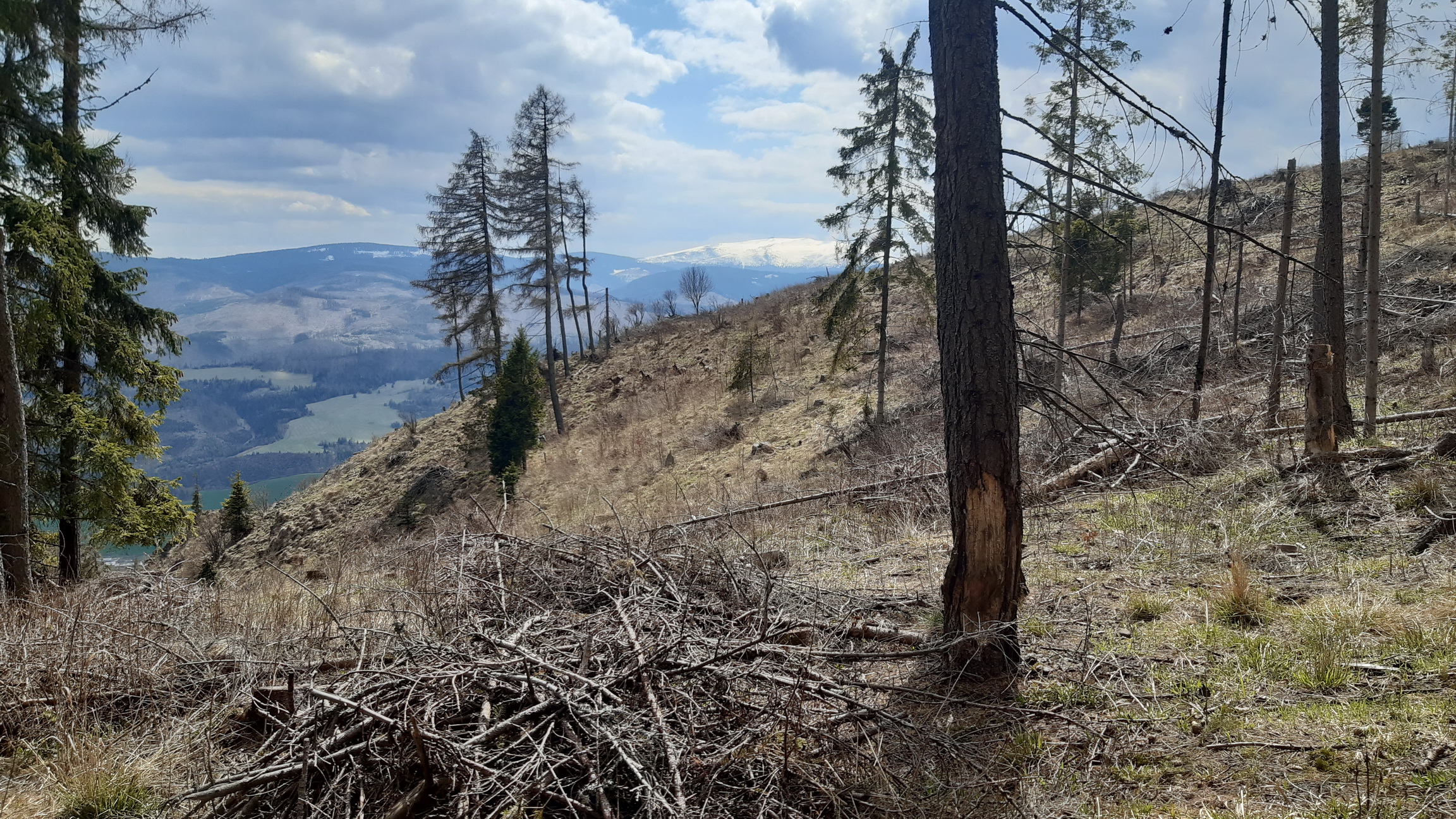 po zalesnenej časti opäť vychádzame na svetlo a výhľady (hľadaj srny) po_zalesnenej_časti_opäť_vychádzame_na_svetlo_a_výhľady_(hľadaj_srny)