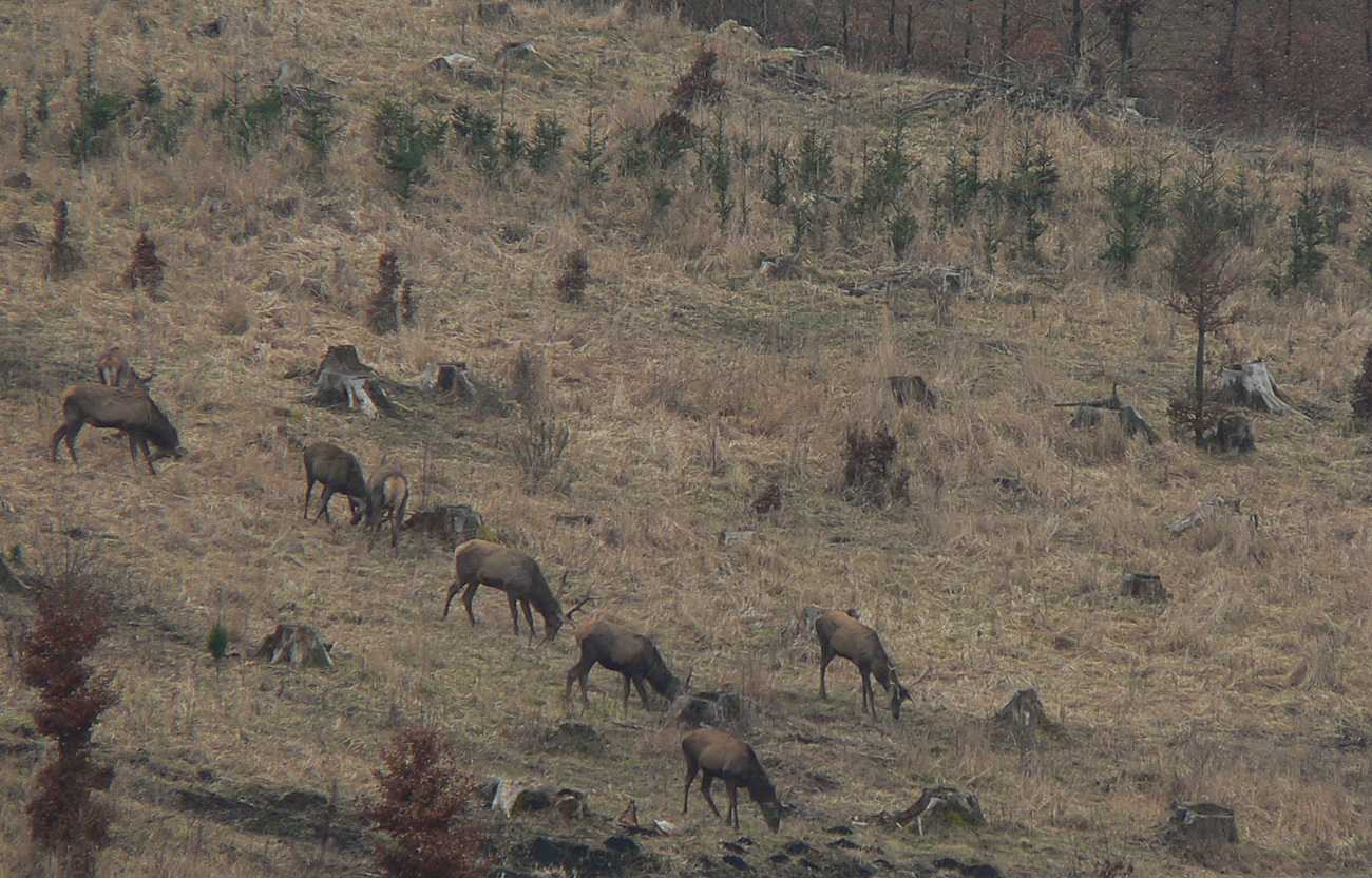 ...kde sa aj stáda plachých gaziel pasú. ...kde_sa_aj_stáda_plachých_gaziel_pasú.