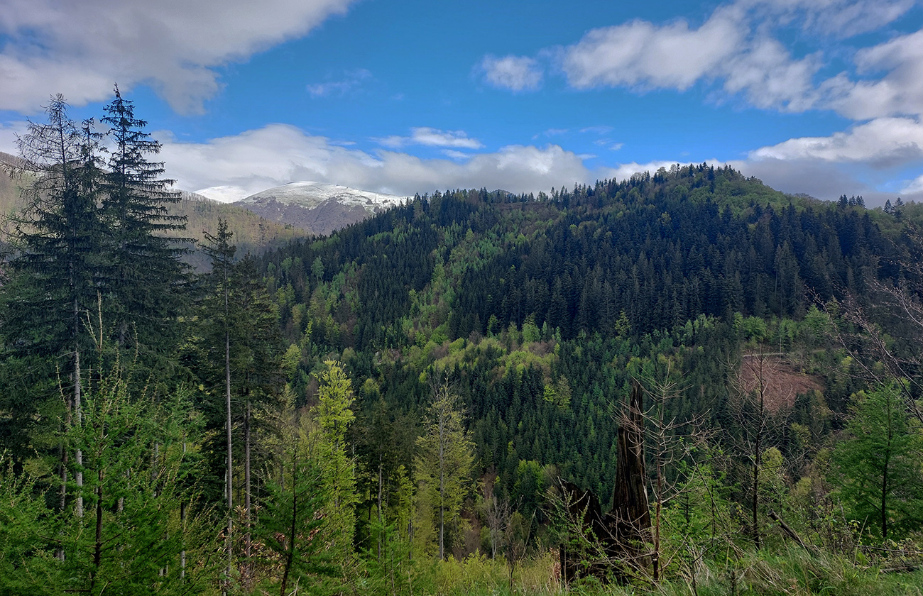 Na tomto úseku len ojedinelé výhľady, napríklad tento na Krížnu. Na_tomto_úseku_len_ojedinelé_výhľady,_napríklad_tento_na_Krížnu.